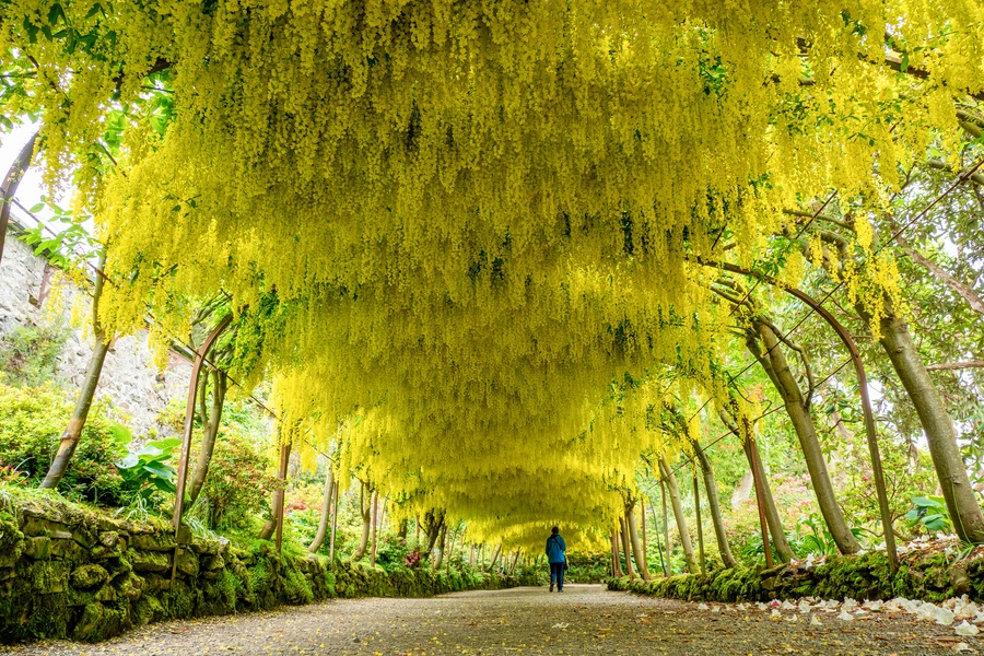 bodnant garden laburnum arch